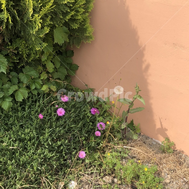 민들레,꽃,풀,따뜻한,흙,자연,식물,자연,plants,nature,꽃,flower