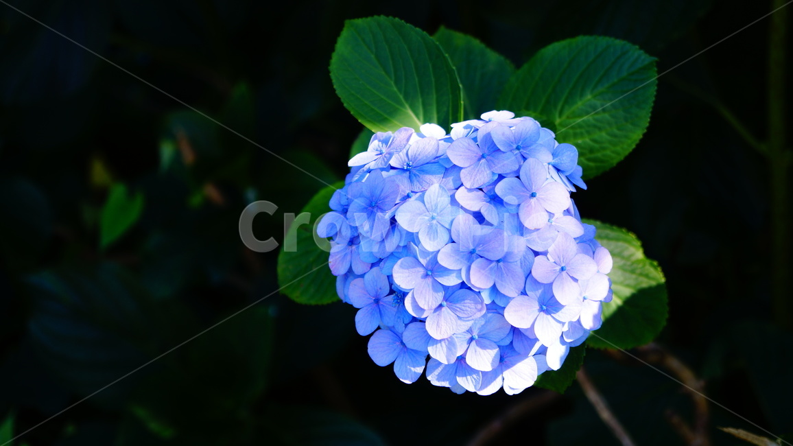 수국,수국꽃,꽃,꽃길,식물,식물,자연,plants,nature,꽃,flower