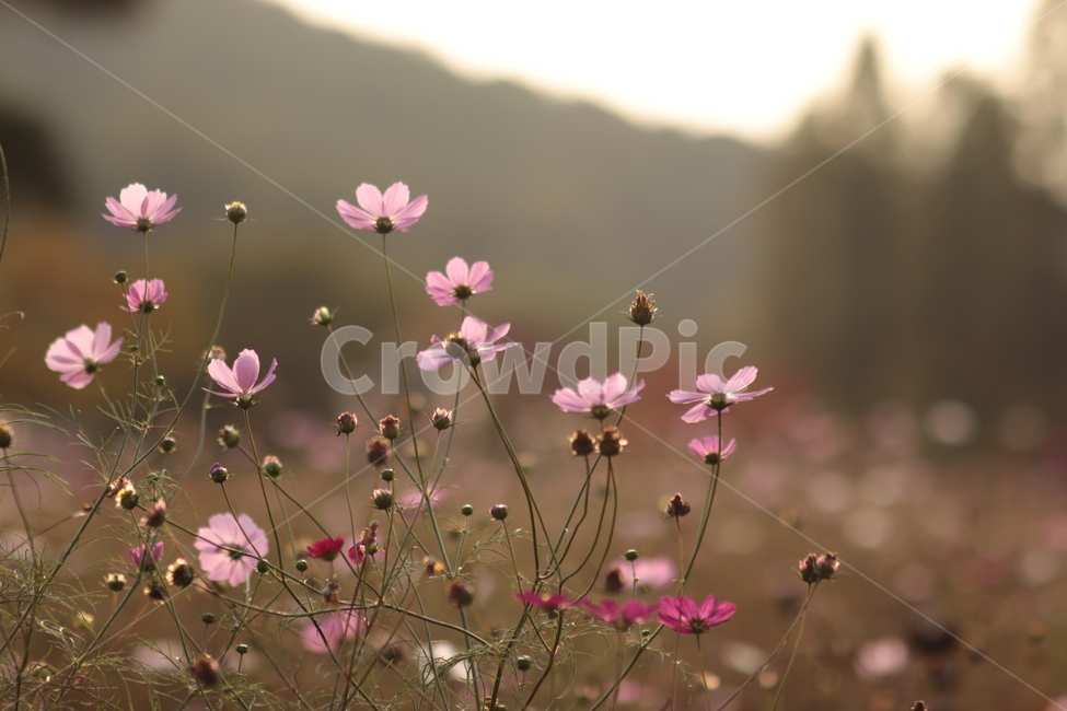 가을,어딘가,따뜻한,가을픙경,flowers,autumn,autumnscenery,fall,코스모스,가을꽃,cosmos,식물,자연,plants,nature,꽃,flower