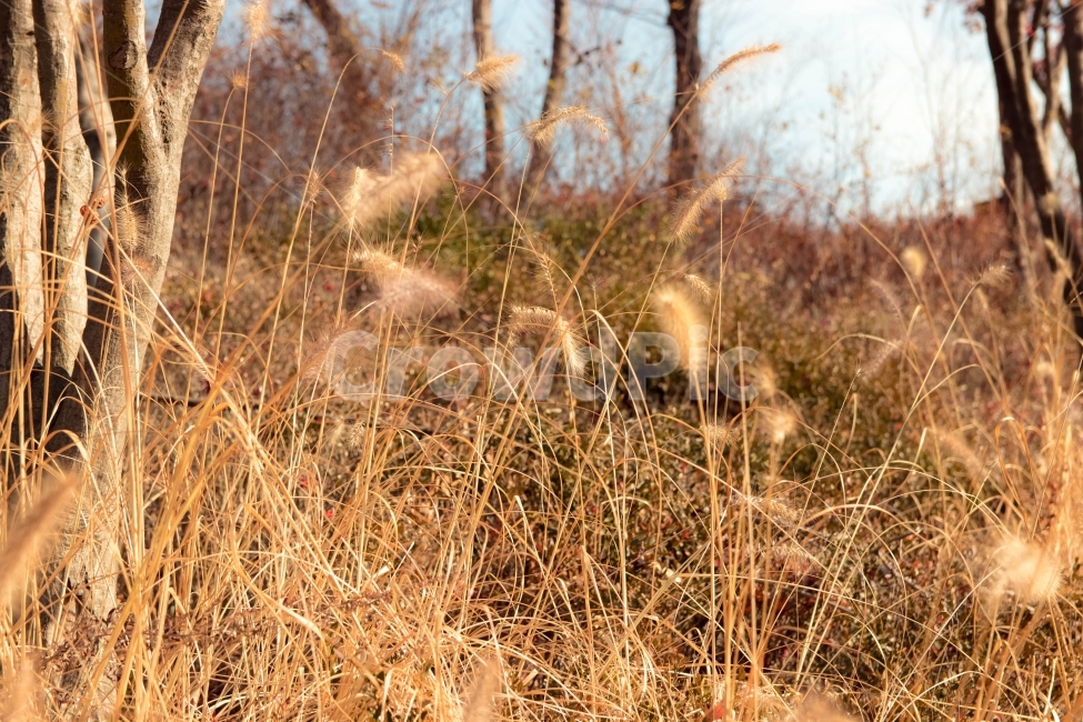풀때기,겨울,강아지풀,등산,남산,식물,자연,plants,nature