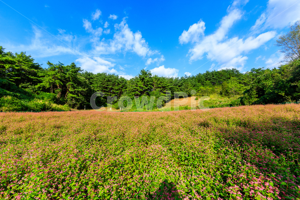 메밀,핑크색,담홍색,농촌,메밀꽃,꽃잎,색깔,화려한,꽃,자연,풍경,nature,landscape,outdoors,옥외,grassland,목초지,field,들,farm,농장,rural,meadow
