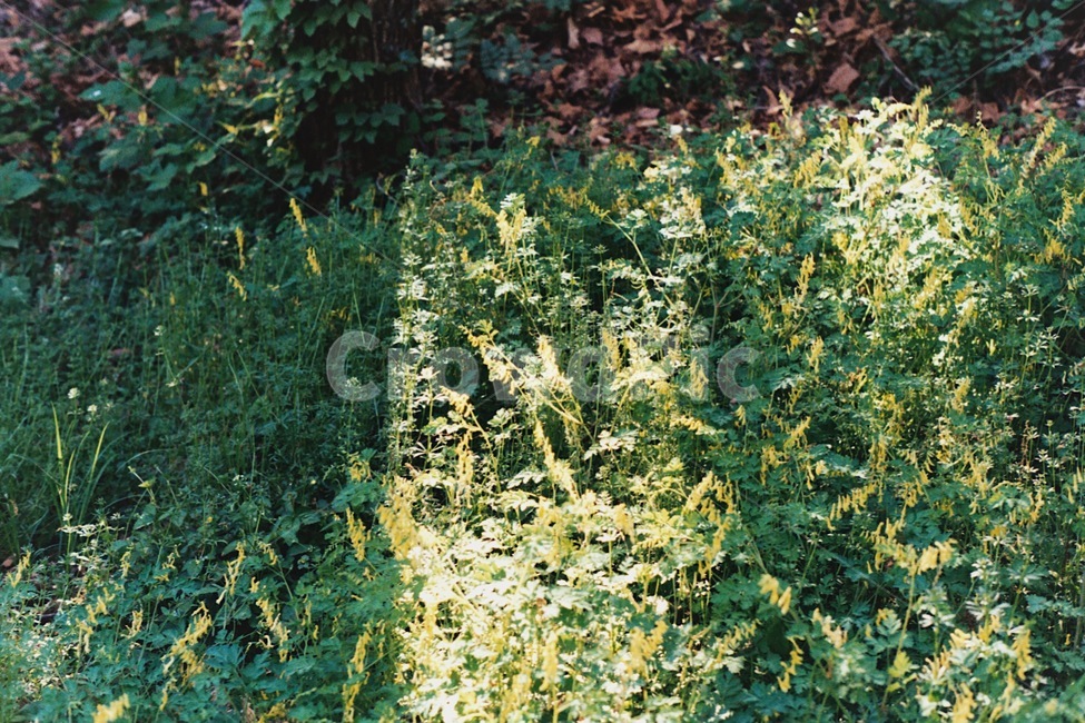 봄,꽃,자연,색감,감성사진,꽃밭,필름사진,아날로그,봄꽃,spring,nature,푸른,풀밭,아웃포커싱,빛,청량,빈티지,분위기,그림자,숲,숲속