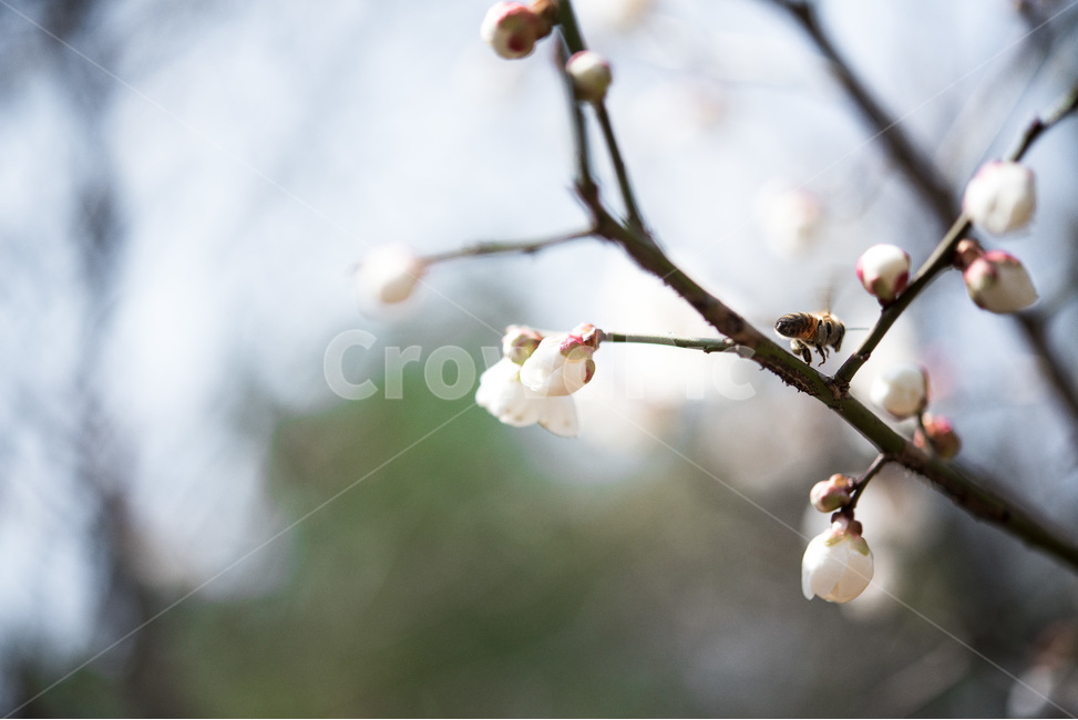 벌,이동,매화,봄꽃,봄,보케,크롭,이동중,꿀벌,봄,계절,spring,season,식물,자연,plants,nature,꽃,flower,동물,animal,곤충,벌레,insect,bug,plant