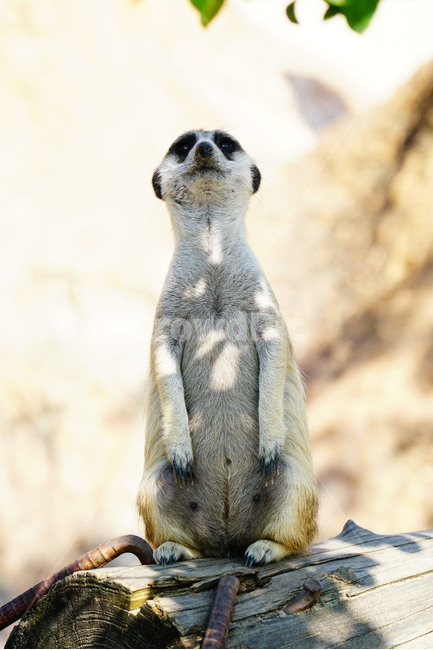 미어캣,슈리케이트,meerkat,suricate,포유류,동물,animal,파수꾼,육식동물,귀엽다,귀여운,귀여움,자연,nature,동물,animal,포유류,mammal