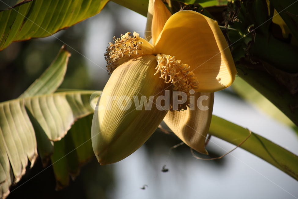 바나나,꽃,식물,파초과,banana,식물,자연,plants,nature,꽃,flower