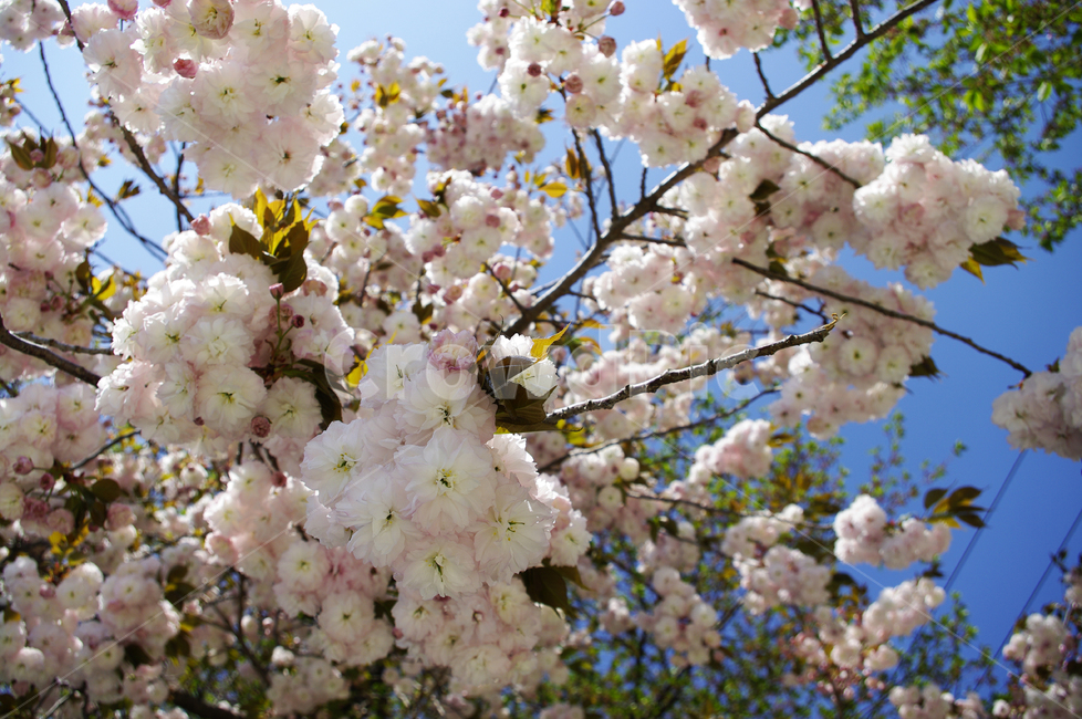 벚꽃,꽃,flower,계절,봄,spring,겹벚꽃,봄,계절,spring,season,식물,자연,plants,nature,꽃,flower,plant,blossom