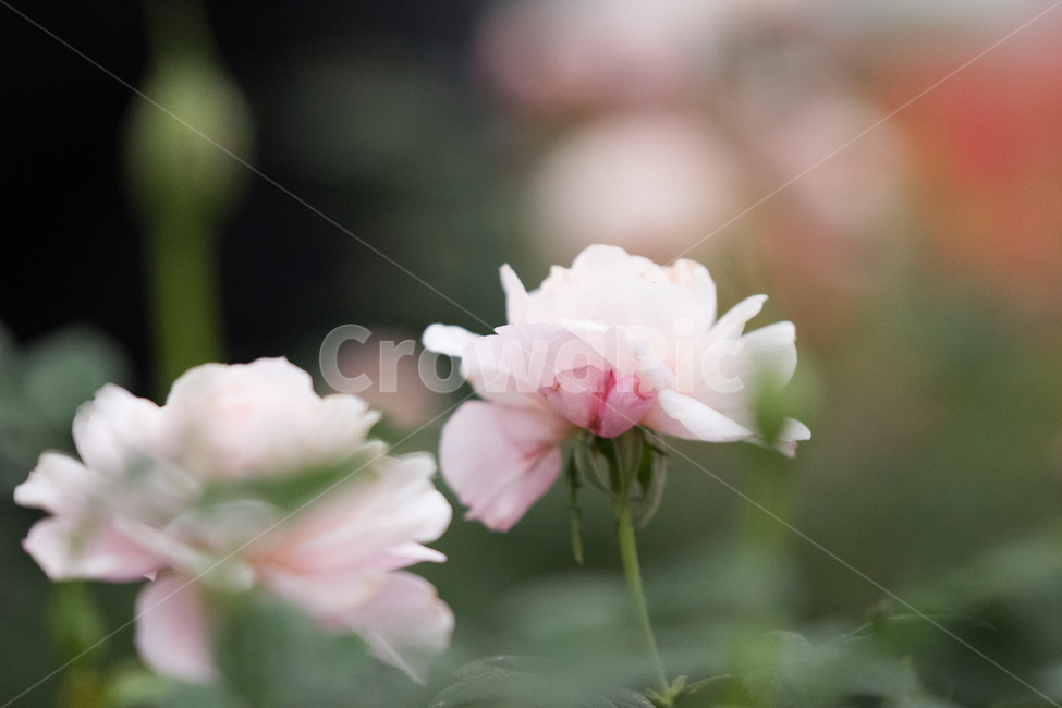 plant,식물,flower,blossom,꽃,rose,장미,식물원