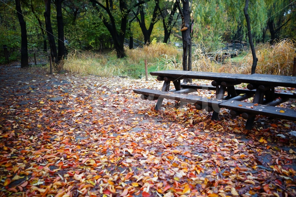 가을,낙엽,공원,의자,벤치,가을,계절,fall,autumn,season,자연,풍경,nature,landscape,ground,바닥,bench,leaf,잎,plant,식물,tree,나무,furniture,가구
