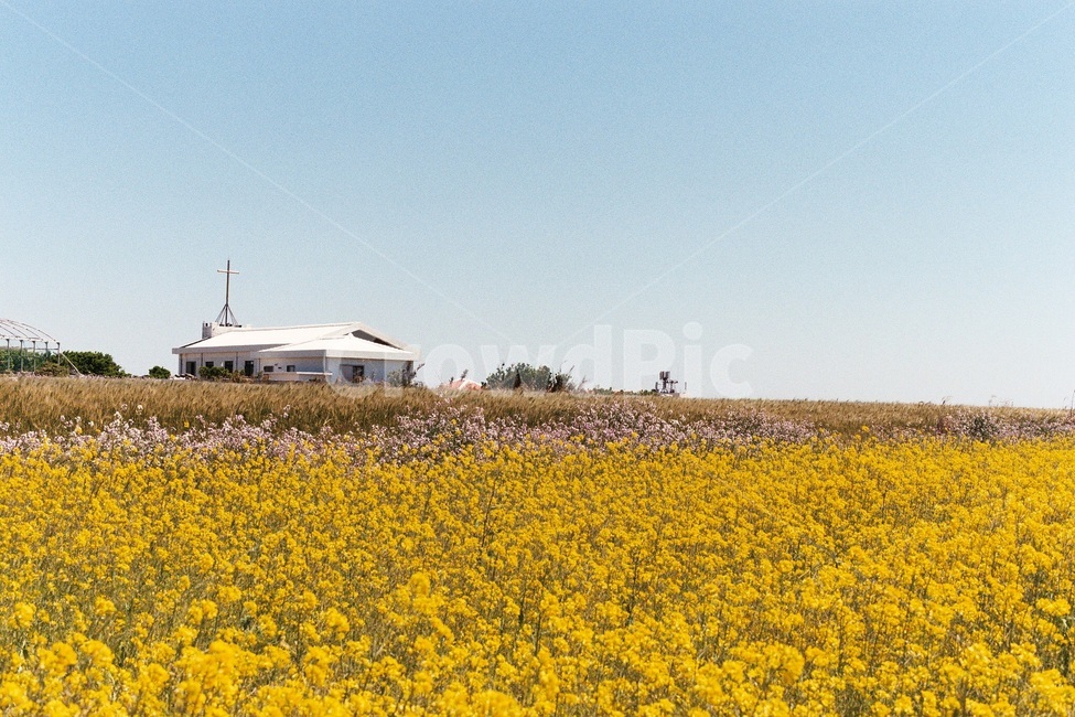 필름사진,filmphotography,제주도,가파도,풍경,올레길,자연,jejuisland,scenery,nature,jeju,ollegil,유채꽃밭,봄꽃,봄꽃풍경,필름,봄,계절,spring,season