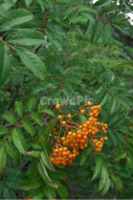 백덕산,영월군,야생화,100대명산,등산로,식물,자연,plants,nature,과일,열매,fruit