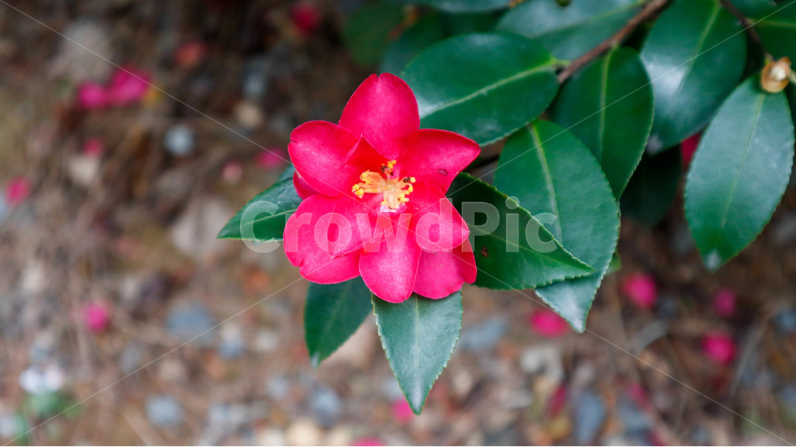 동백,동백꽃,겨울꽃,꽃,식물,자연,초록,분홍,빨강,감성,배경,flower,plants,nature,camellia