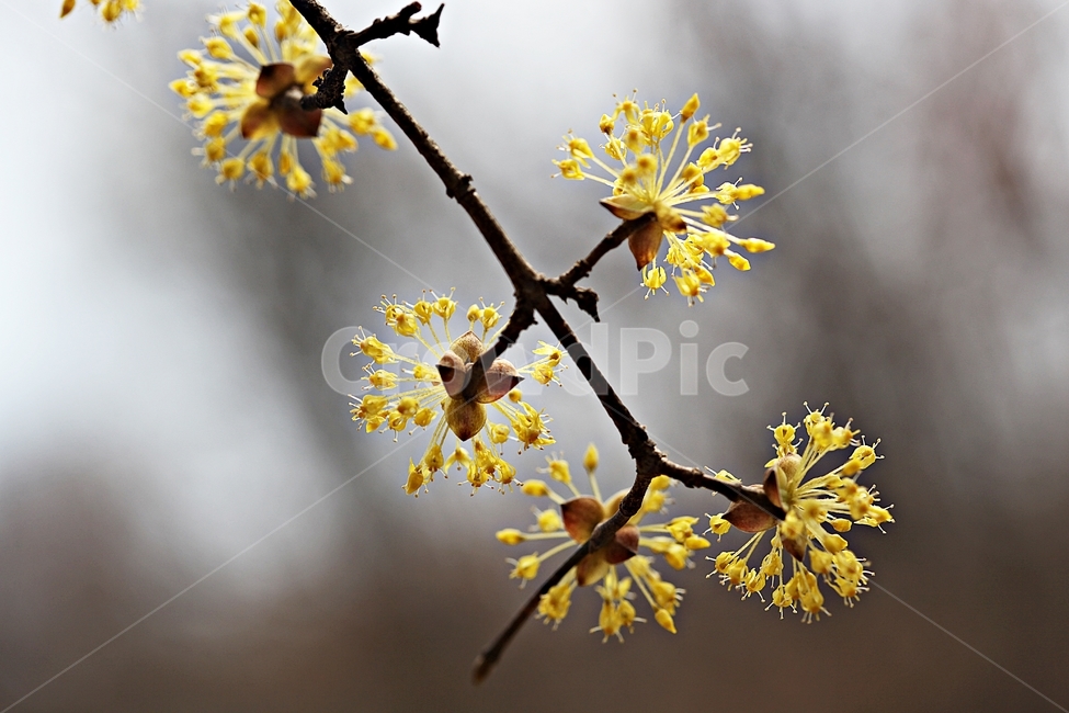 산수유,꽃,산수유꽃,배경,자연,봄,계절,spring,season,식물,자연,plants,nature,꽃,flower,plant