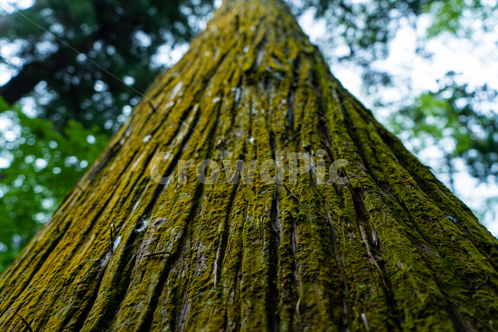 plant,식물,tree,나무,treetrunk,나무줄기,숲,식물,자연,plants,nature,나무,trees,wood