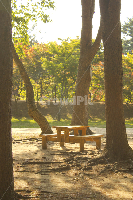 한국,대한민국,숲,숲속,공원,자연,남이섬,섬,나미나라,남이아일랜드,여름,나무,나무기둥,나무의자,테이블,의자,벤치,나무테이블,우드,우든,흙길,흙바닥,흙,햇살,오후,낮,갈색,브라운