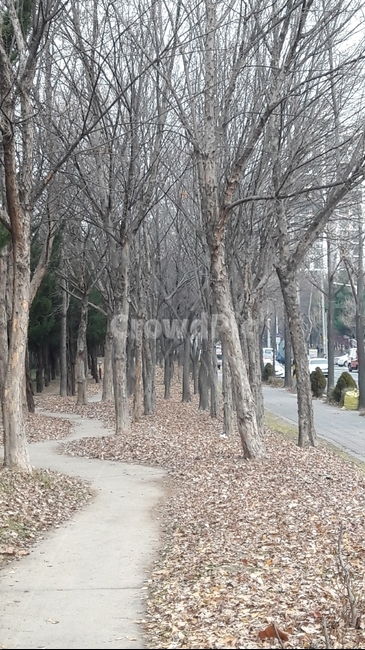 겨울나무,겨울,공원,겨울산책길,가로수,도로가