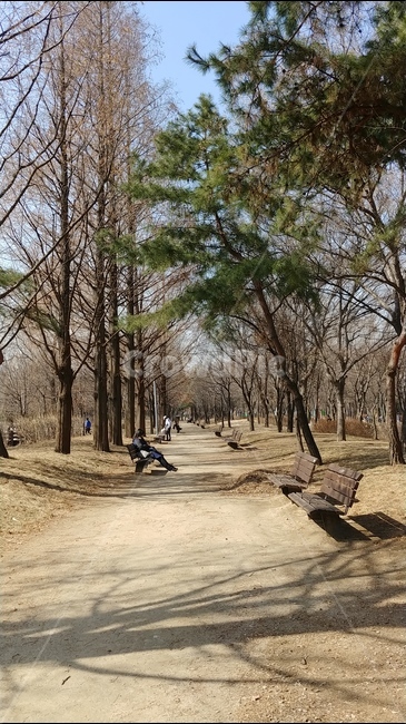 서울숲,공원,벤치,한적,풍경,나무,자연,풍경,nature,landscape,tree,plant,식물,bench,tree trunk,나무 줄기