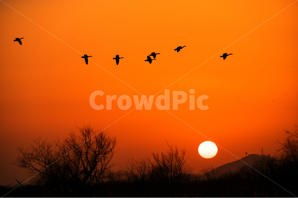 귀로,노을,석양,집으로,철새,자연,풍경,nature,landscape,한국자연풍경,한국자연경관,korea nature landscape,동물,animal,조류,새,birds,bird