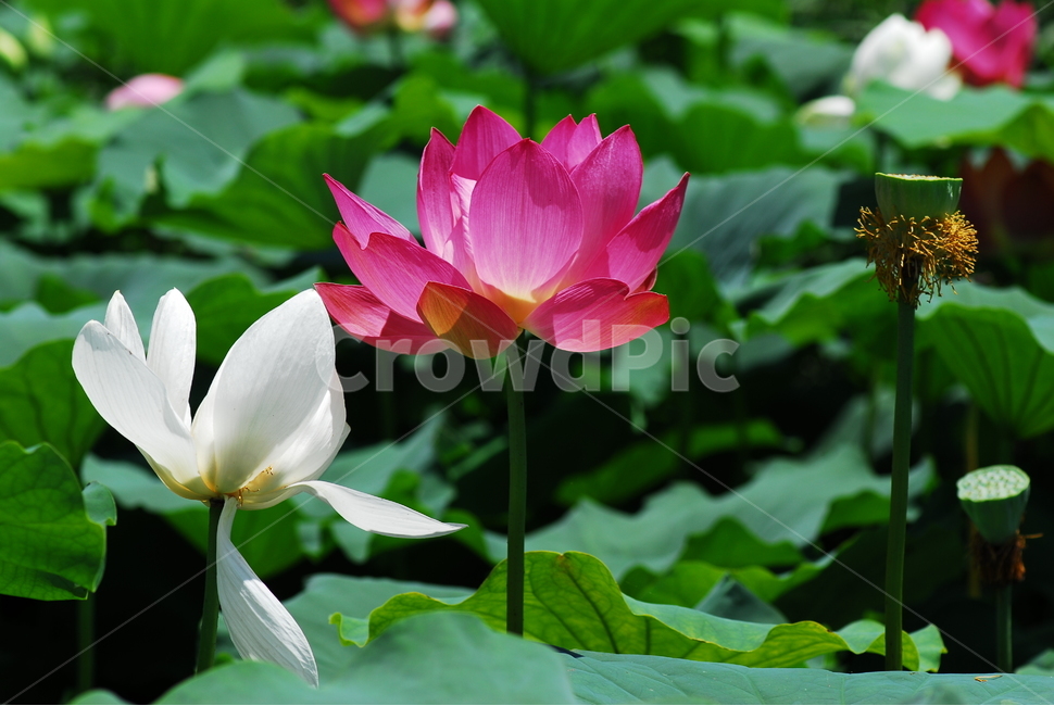 꽃,연꽃,궁남지,불교,여름,식물,자연,plants,nature,꽃,flower