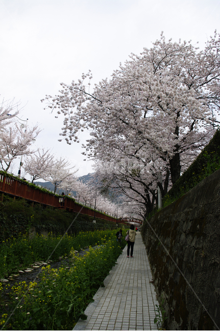 벚꽃,봄,나무,여좌천,진해,꽃,봄,계절,spring,season,plant,식물