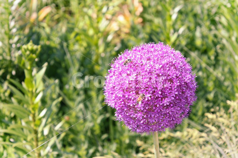 식물,꽃,부추,꽃과벌,들꽃,plant,flower,blossom,식물,자연,plants,nature,꽃,flower