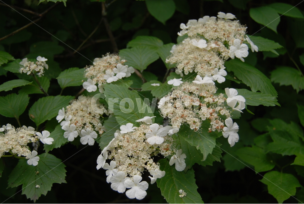 소백산,들꽃,봄,자연,휴양림,식물,자연,plants,nature,꽃,flower