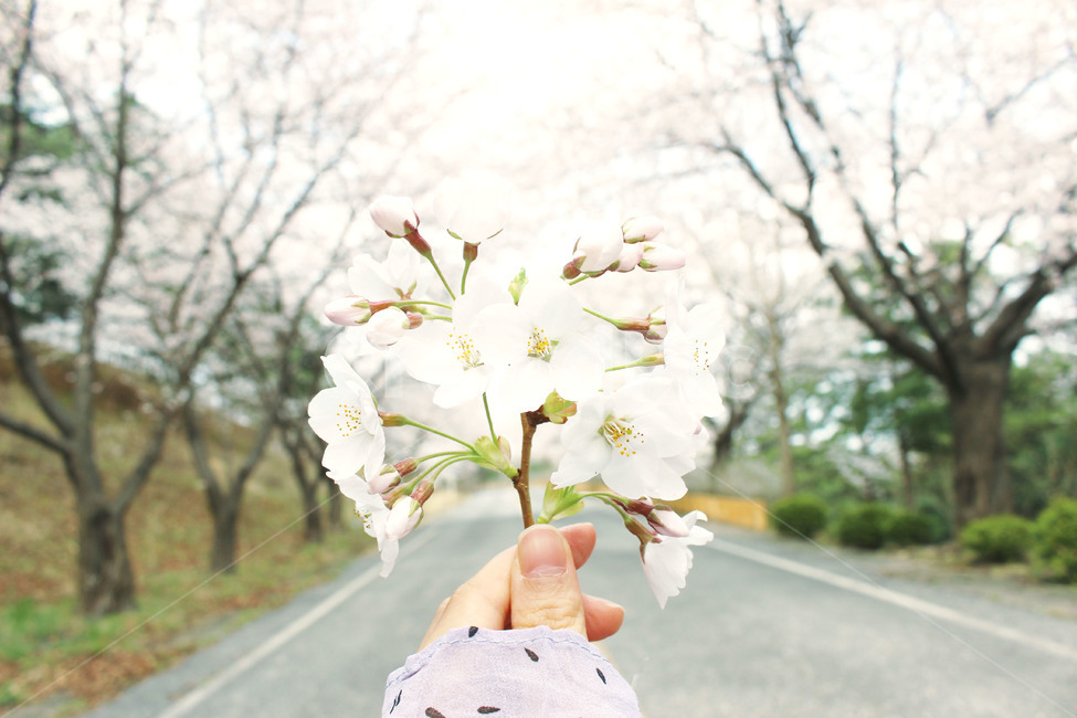 벚꽃,봄,꽃,길거리,식물,꽃놀이