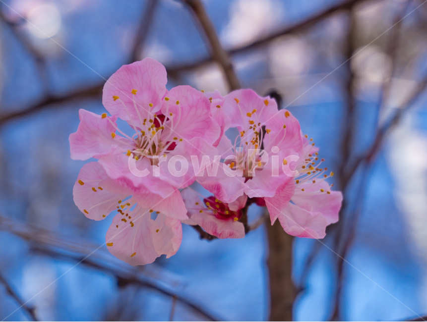 봄꽃,매화꽃,매화,벗꽃,하늘꽃,분홍,flower,식물,plant,blossom,만개