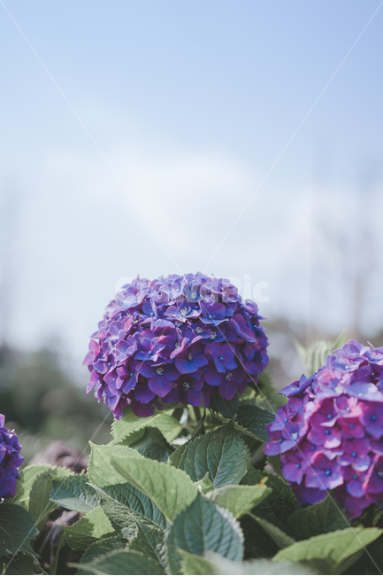 수국,제주,6월,꽃,보라색,핑크색,식물,자연,plants,nature,꽃,flower,색깔,색상,색채,색감,color sense,color sensitivity,feeling of color