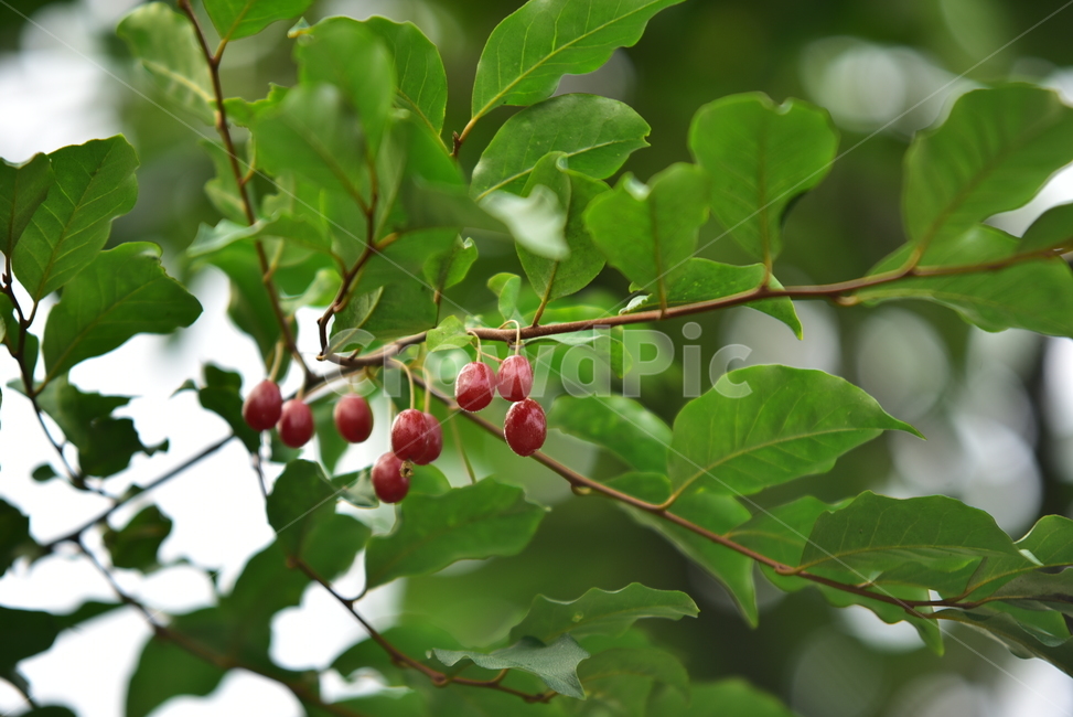 barley tree,Sweet and sour,barley fruit,Fruit,fruits,red fruit,redfruits,Moraceae