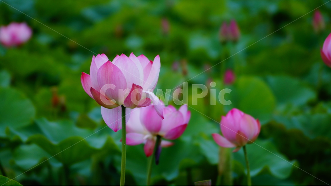 연꽃,꽃,꽃사진,식물,자연,식물,자연,plants,nature,꽃,flower