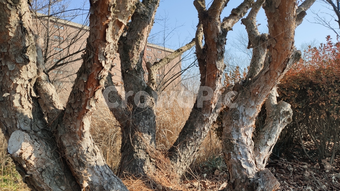 소나무가지,plnebranches,정원수,tree,나무,treetrunk,나무줄기,plant,식물,식물,자연,plants,nature,나무,trees,wood
