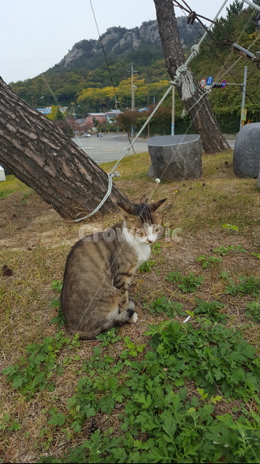 고양이,양이,동물,야생,길냥이,귀여움,힐링,새끼,배경,애교,야옹,집사,애기,동물,animal,포유류,mammal,고양이,cat,kitten,kitty