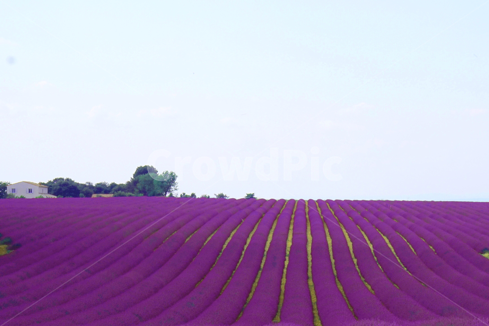 식물,라벤더,보라색,보라,풍경,발랑솔,프랑스,꽃,flower,자연,lavender,풀,plant,nature,여름,summer,감성,하늘,남프랑스,라벤더밭,허브,꽃밭,원예,재배,배경,background