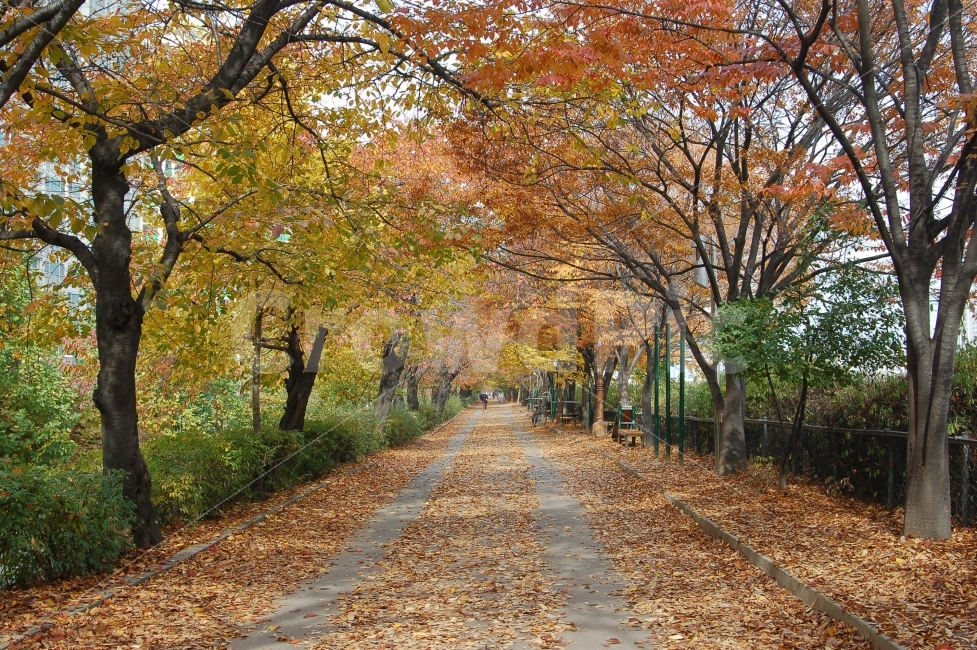 가을,단풍,낙엽,길,가로수,나무,산책,산책로,풍경,도로,가을풍경,단풍길,자연,풍경,nature,landscape,가을,계절,fall,autumn,season,tree,plant,식물,tree trunk,나무 줄기