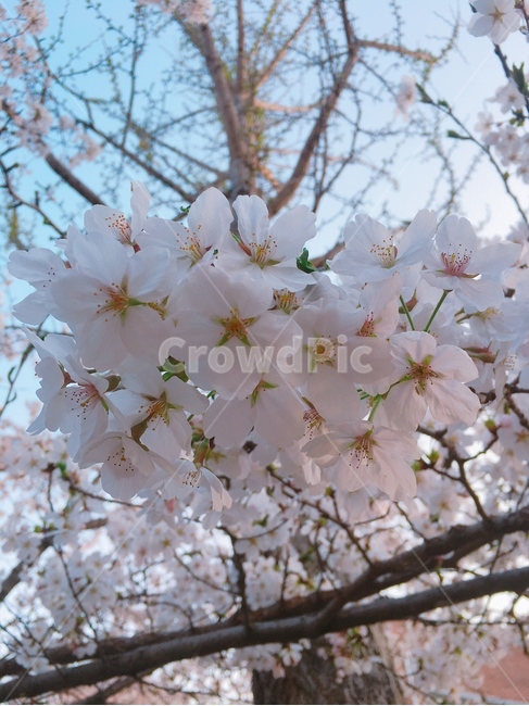 plant,식물,blossom,꽃,cherryblossom,벚꽃,flower,봄,계절,spring,season,식물,자연,plants,nature,꽃,flower