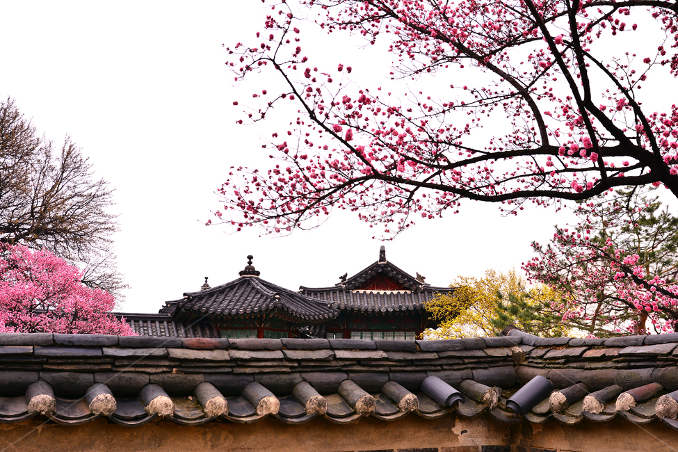 한국전통,고궁,봄풍경,봄꽃,창덕궁,봄배경,바탕,백그라운드,traditional,korean,spring,flowers,background,기와집,궁궐,조선시대,서울,명소,건축물,돌담,전통,보존,왕,집,하우스,house,ancientpalace,분홍색꽃,봄,시즌,계절,봄,계절,spring,season,한국전통,한국문화,korean traditional,korean culture,랜드마크,landmark,tourist attraction,한국랜드마크,한국관광지,한국명소,korea landmark,korea tourist attraction,건축물,건물외관,exterior,building,structure,architecture,construction