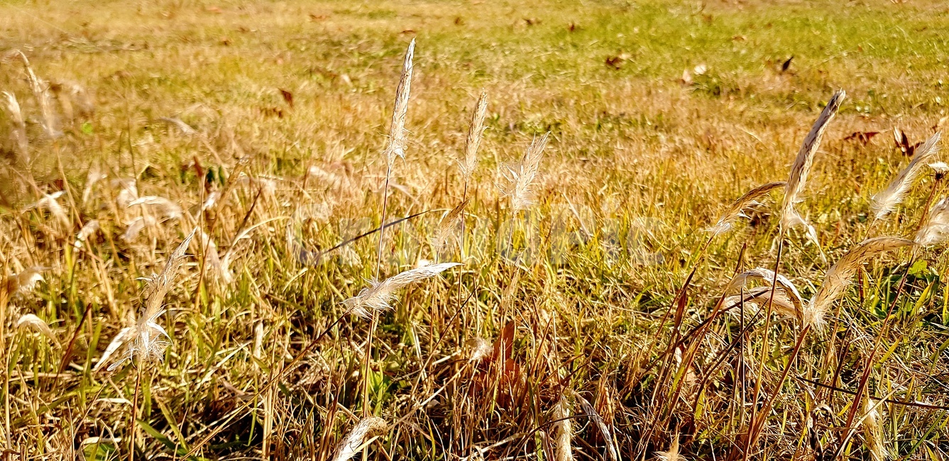 식물,갈대,잎,가을,자연,잔디,식물,자연,plants,nature