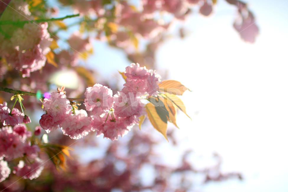 벚꽃,나무,감성,풍경,자연,봄,계절,spring,season,식물,자연,plants,nature,꽃,flower,plant