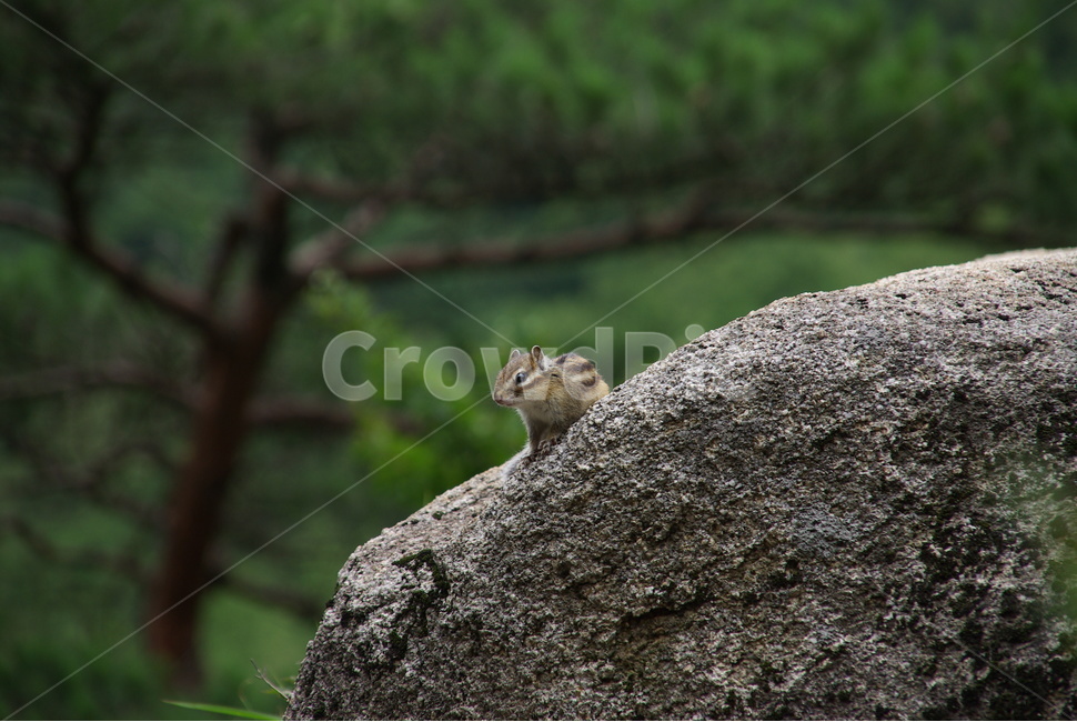 산,다람쥐,동물,설악산,squirrel,풍경,야생동물,자연,숲,바위,animal,nature