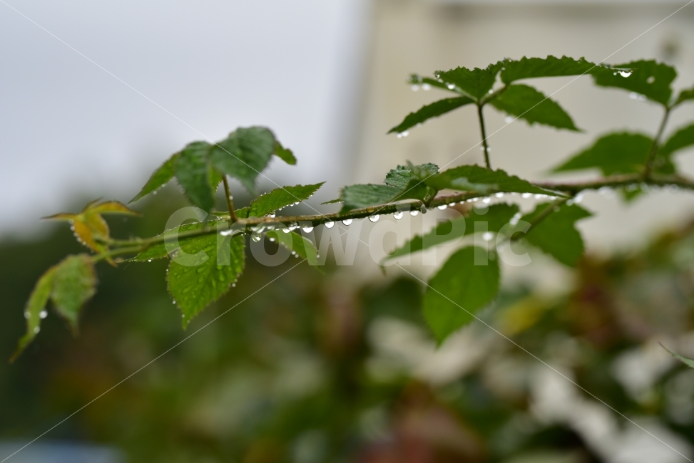이슬,자연,풍경,식물,빗방울,비,나뭇잎,식물,자연,plants,nature,비,비오는날,rain,rainy