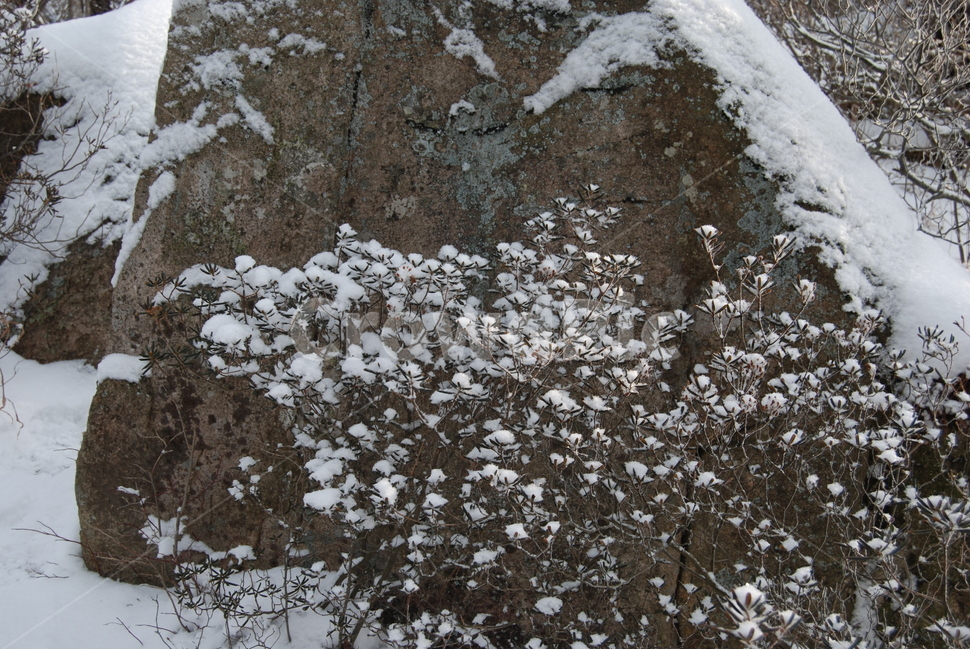 할미봉,겨울,눈,휴양림,자연,겨울,계절,winter,season,식물,자연,plants,nature