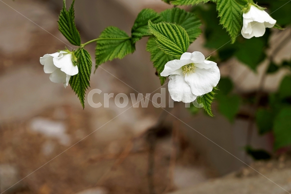 병아리꽃나무,흰꽃,봄,향기,blackjetbead,greenleaves,whitebloom