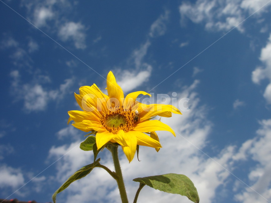 해바라기,yellow,cloud,tanzinia,하늘,꽃,blossom,식물,자연,plants,nature,꽃,flower