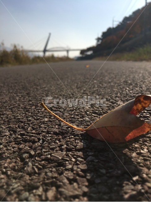 감성,가을,낙엽,거리,시작,가을,계절,fall,autumn,season,asphalt,아스팔트