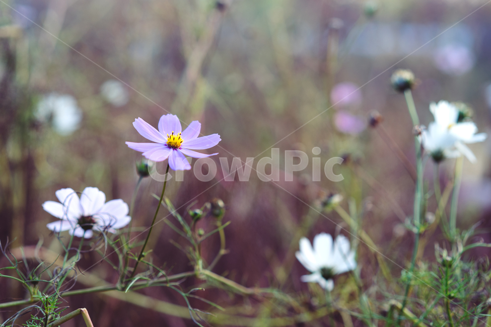자연,풍경,꽃,감성,가을,가을,계절,fall,autumn,season,식물,자연,plants,nature,꽃,flower,감성,sensible,feeling,plant,blossom