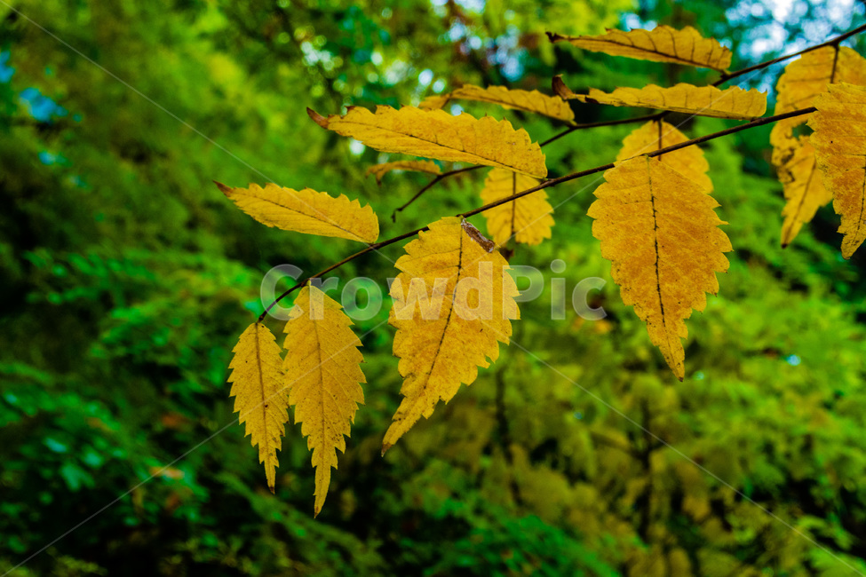 단풍,단풍나무,낙엽,foliage,가을단풍,autumnleaves,가을,계절,fall,autumn,season,veins,정맥,leaf,잎,plant,식물