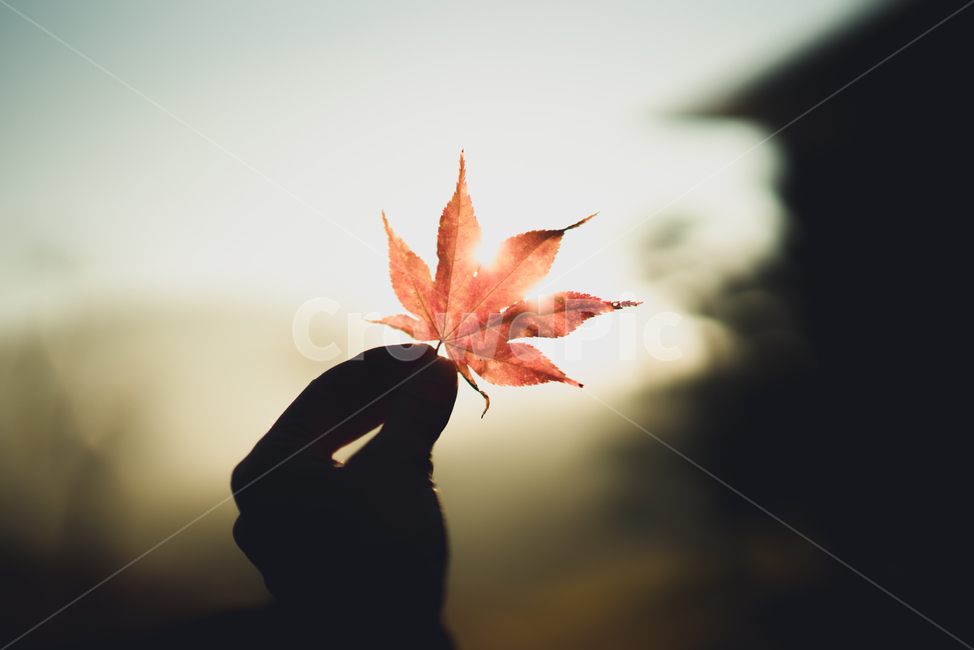 가을,단풍,단풍잎,역광,분위기,가을,계절,fall,autumn,season,감성,sensible,feeling,leaf,잎,plant,식물,tree,나무