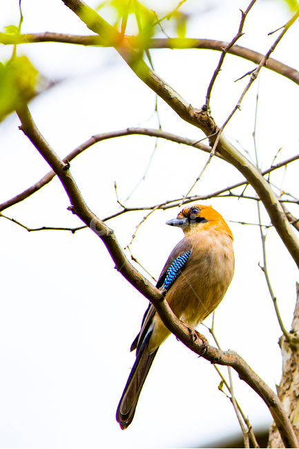 봄,새,산까치,수목원,들,봄,계절,spring,season,동물,animal,조류,새,birds,jay,어치,bird