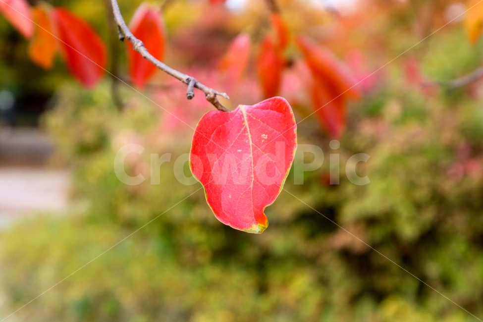 가을,낙옆,잎,식물,계절,자연,칼라,아름다움,나무,배경화면,background,leaf,nature,color,maple,natural,isolated,golden,green,october,yellow,foliage,seasonal,orange,plant,flora,autumn,fall,tree,가을,계절,fall,autumn,season,식물,자연,plants,nature