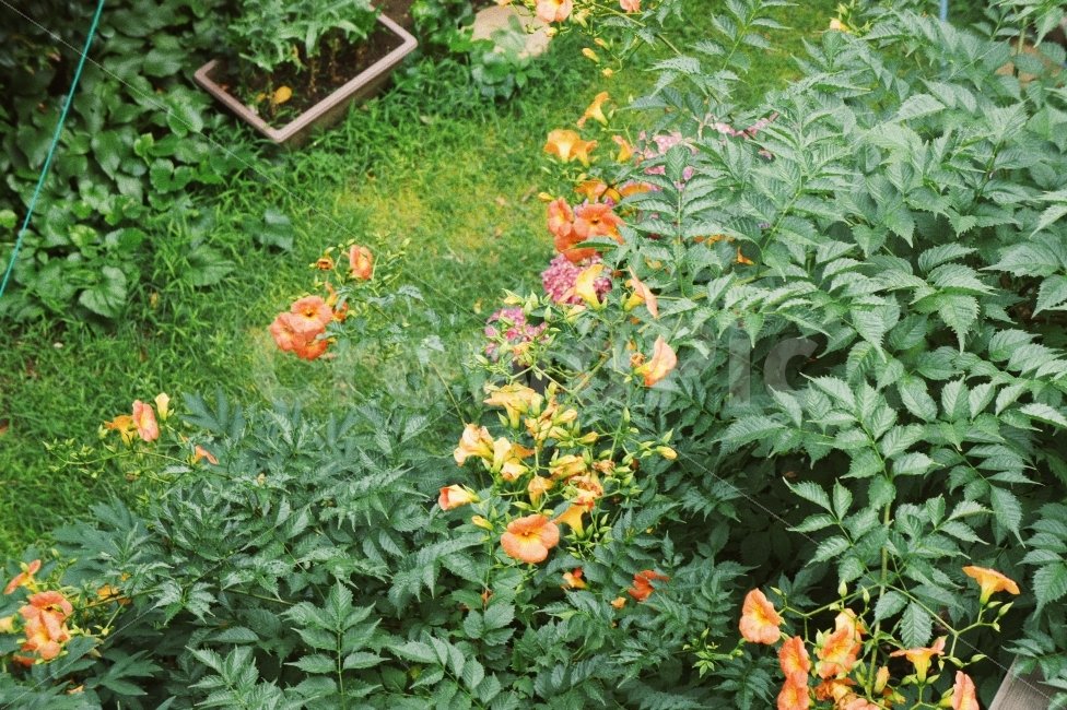 능소화,꽃,정원,자연,풍경,꽃밭,식물,전경,초록,flowers,garden,green,nature,landscape,감성,감성사진,식물,자연,plants,nature,꽃,flower,감성,sensible,feeling
